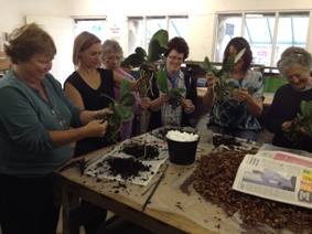 repotting at the orchid masterclass for beginners